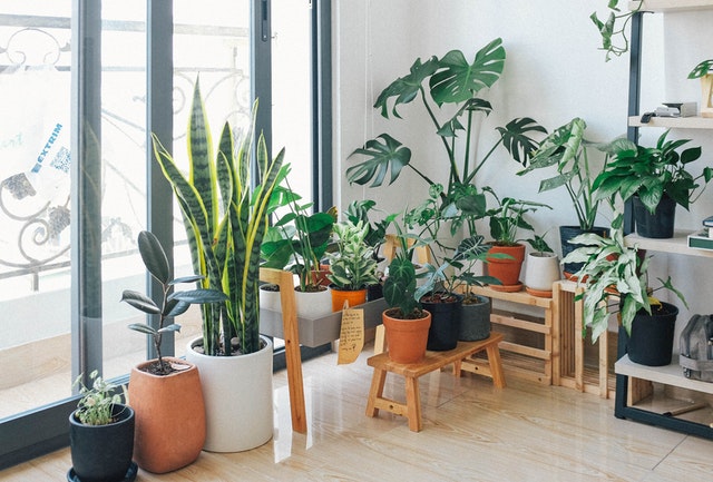 Best Plants to Purify the Air in your Home