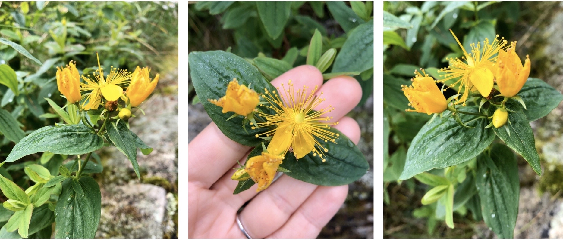 All About the Herb St. John’s Wort