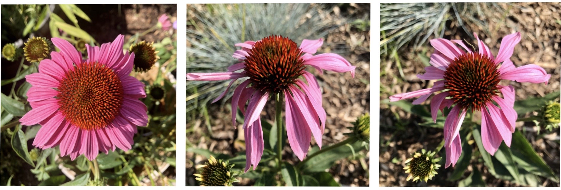 All About the Herb Echinacea