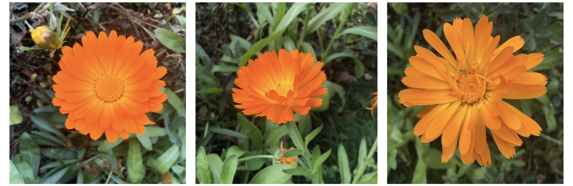 All About the Herb Calendula